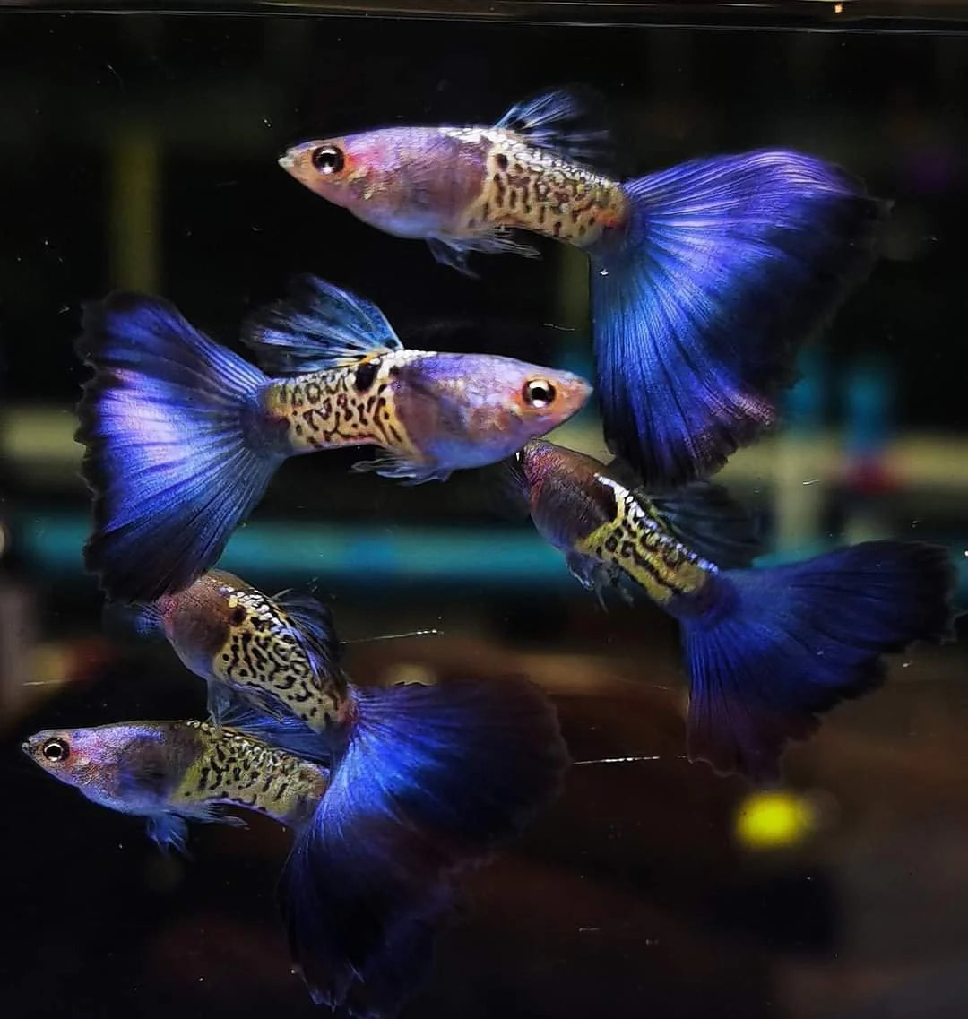 Black Metal Lace Guppy Pair