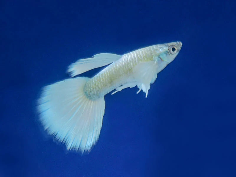 Platinum Dumbo Guppy Male 3cm