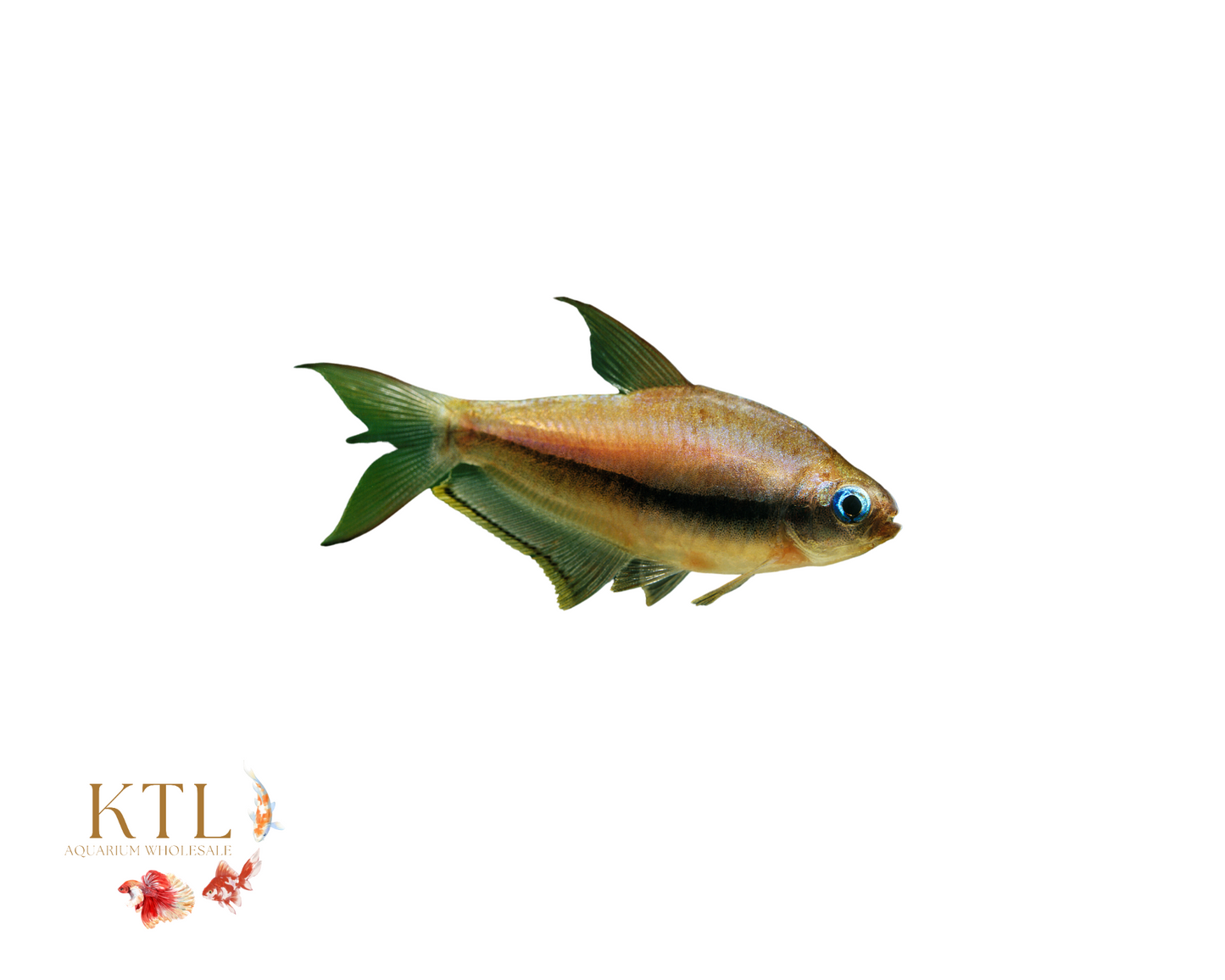 Emperor Tetra