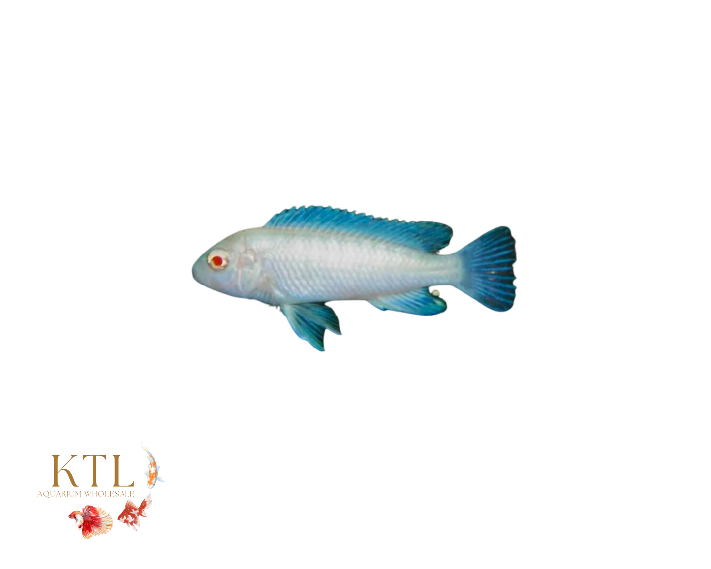 Snow White Cichlid (LABIDOCHROMIS CAERULEUS)