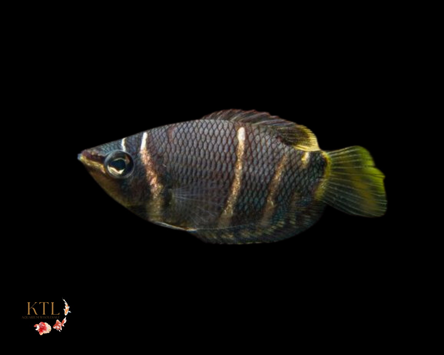 Chocolate Gourami