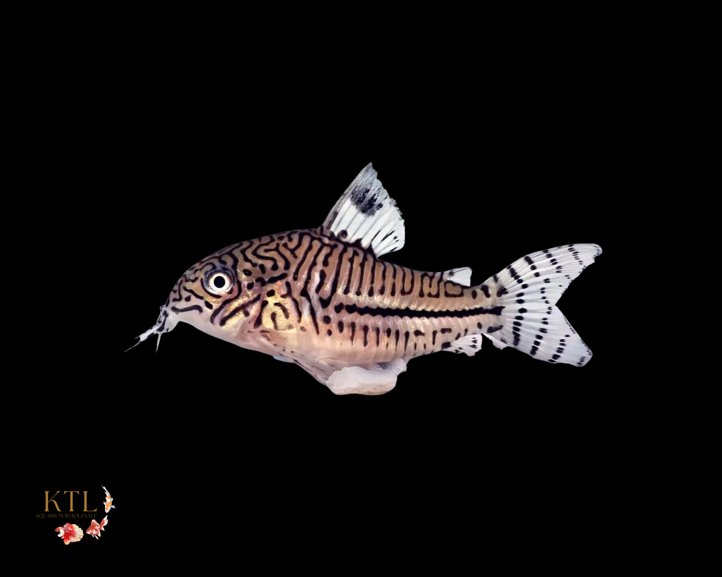 Julli Corydora