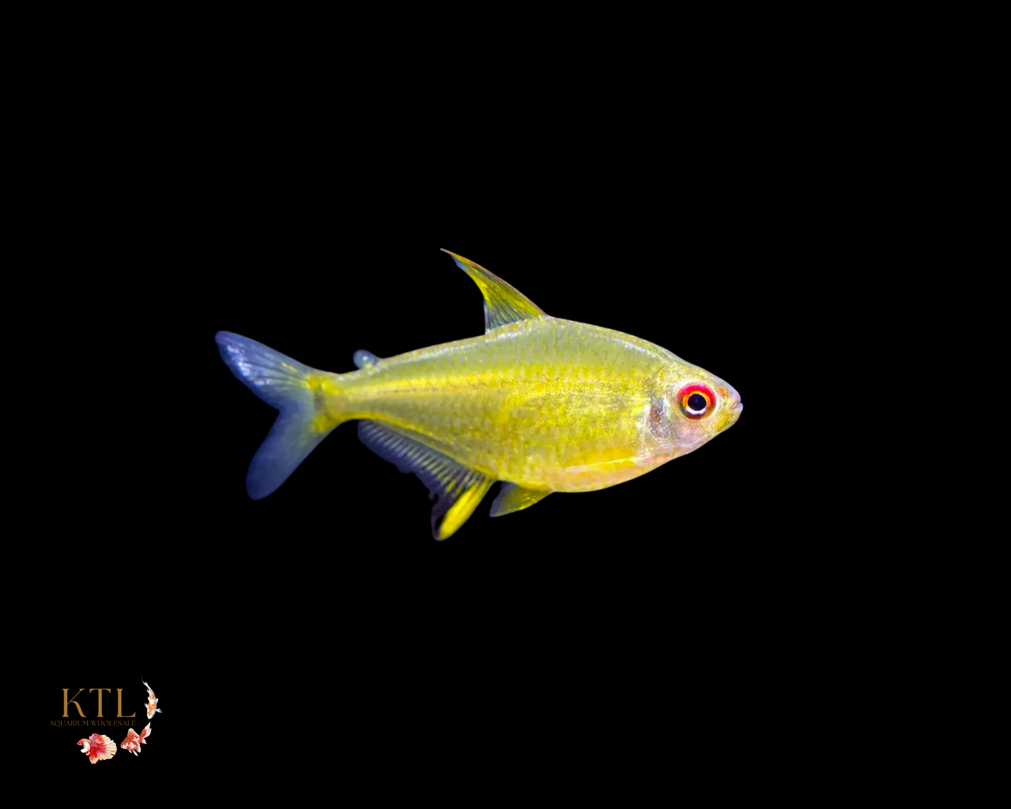 Lemon Tetra
