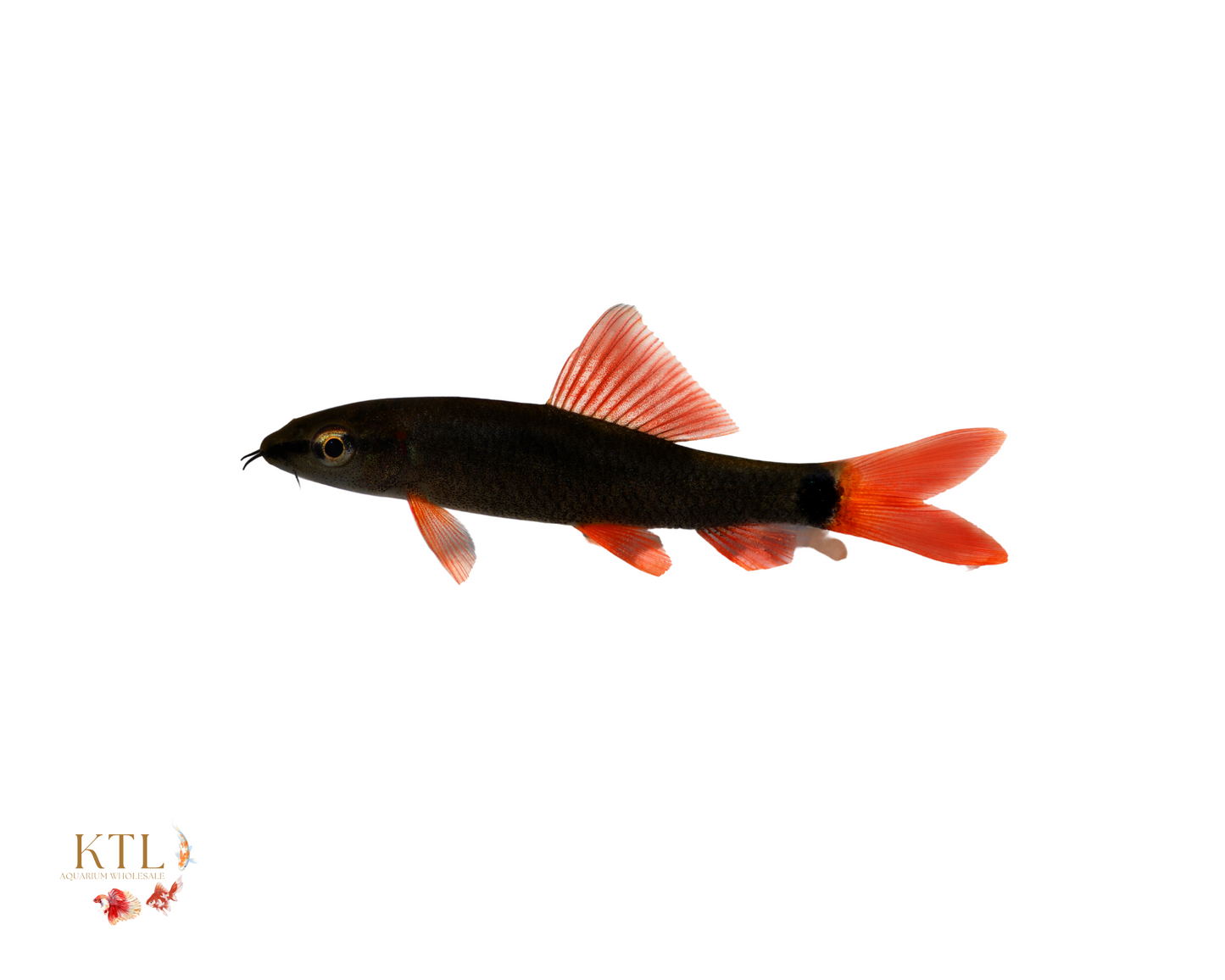 Rainbow Shark