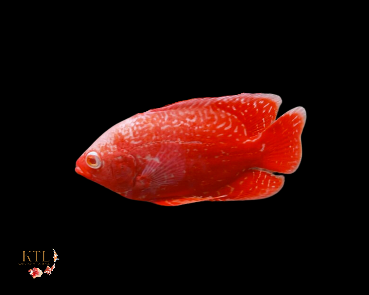 Super Red Oscar 5-6cm