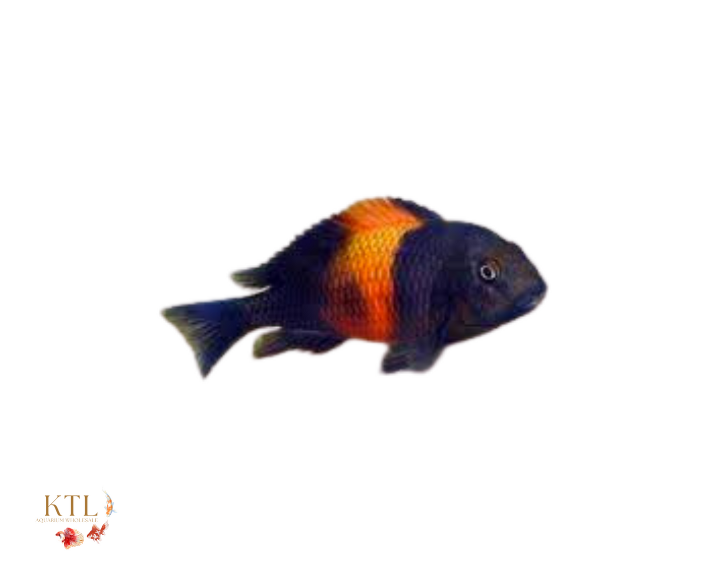Tropheus Bemba