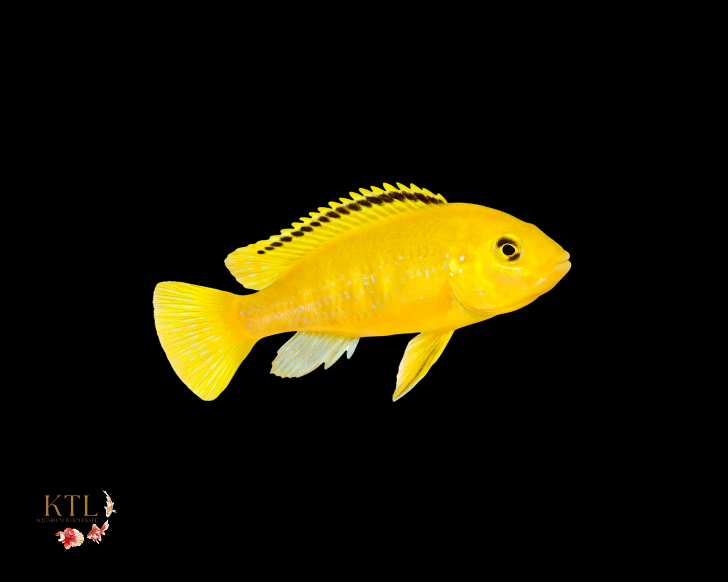 Electric Yellow Cichlid 5cm