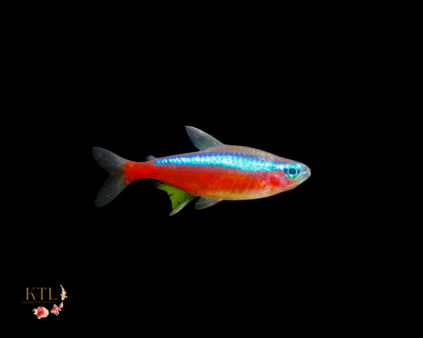 Cardinal Tetra