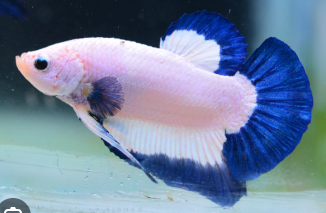 Blue Rim HMPK