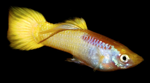 Yellow Guppy Male