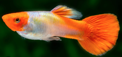 Koi Guppy Pair
