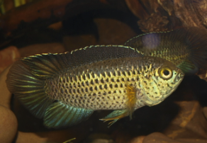 Nanacara Anomala 3-4cm