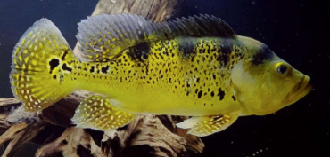 Kelberi Peacock Bass 9-12cm