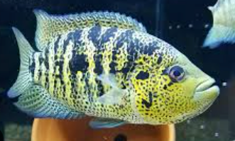 Yellowjacket Cichlid (Parachromis Multifasciatus) 7-9cm