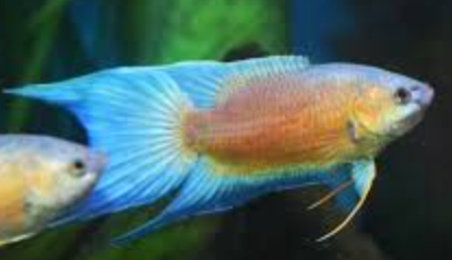 Fire & Ice Paradisefish 5-6cm