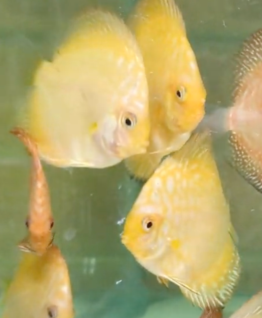 Yellow Pigeon Discus 5cm