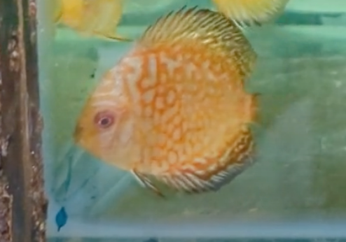 Red Pigeon Discus 5cm