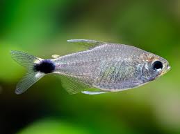 Veilfin Tetra 2cm