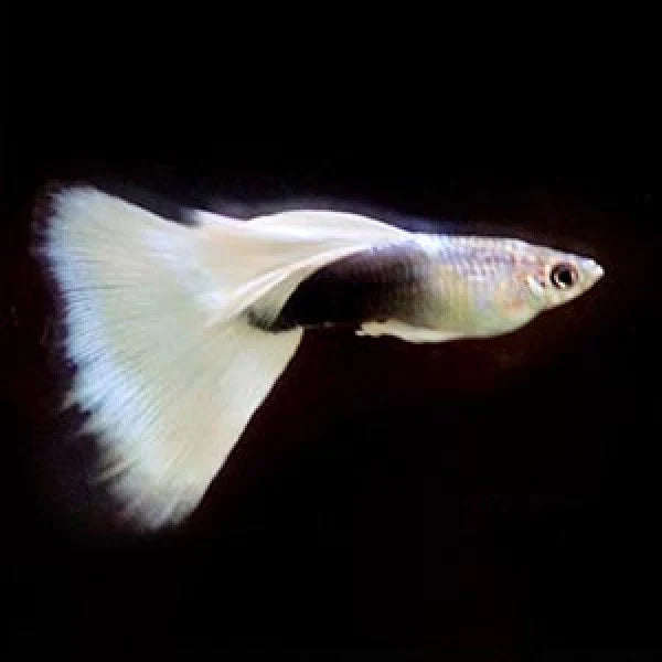 White Tuxedo Guppy Male 3cm