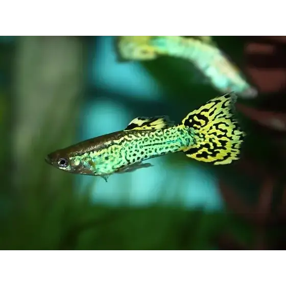 Green Cobra Guppy Pair