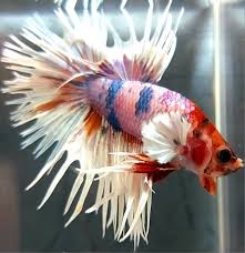 Crowntail Dumbo