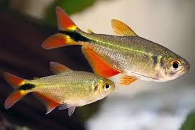 Buenos Aires Tetra 3cm