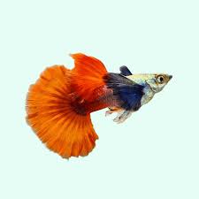 Red Fire Dumbo Guppy Male 3cm