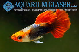 Red Tuxedo Koi Guppy Pair