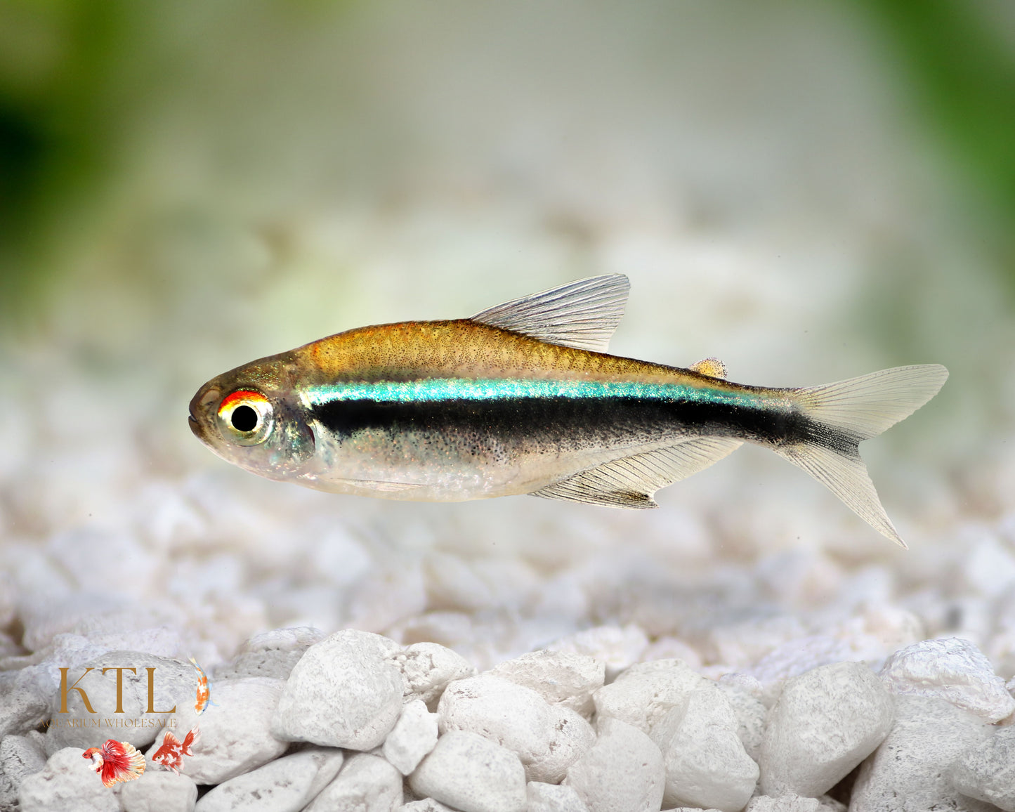Black Neon Tetra