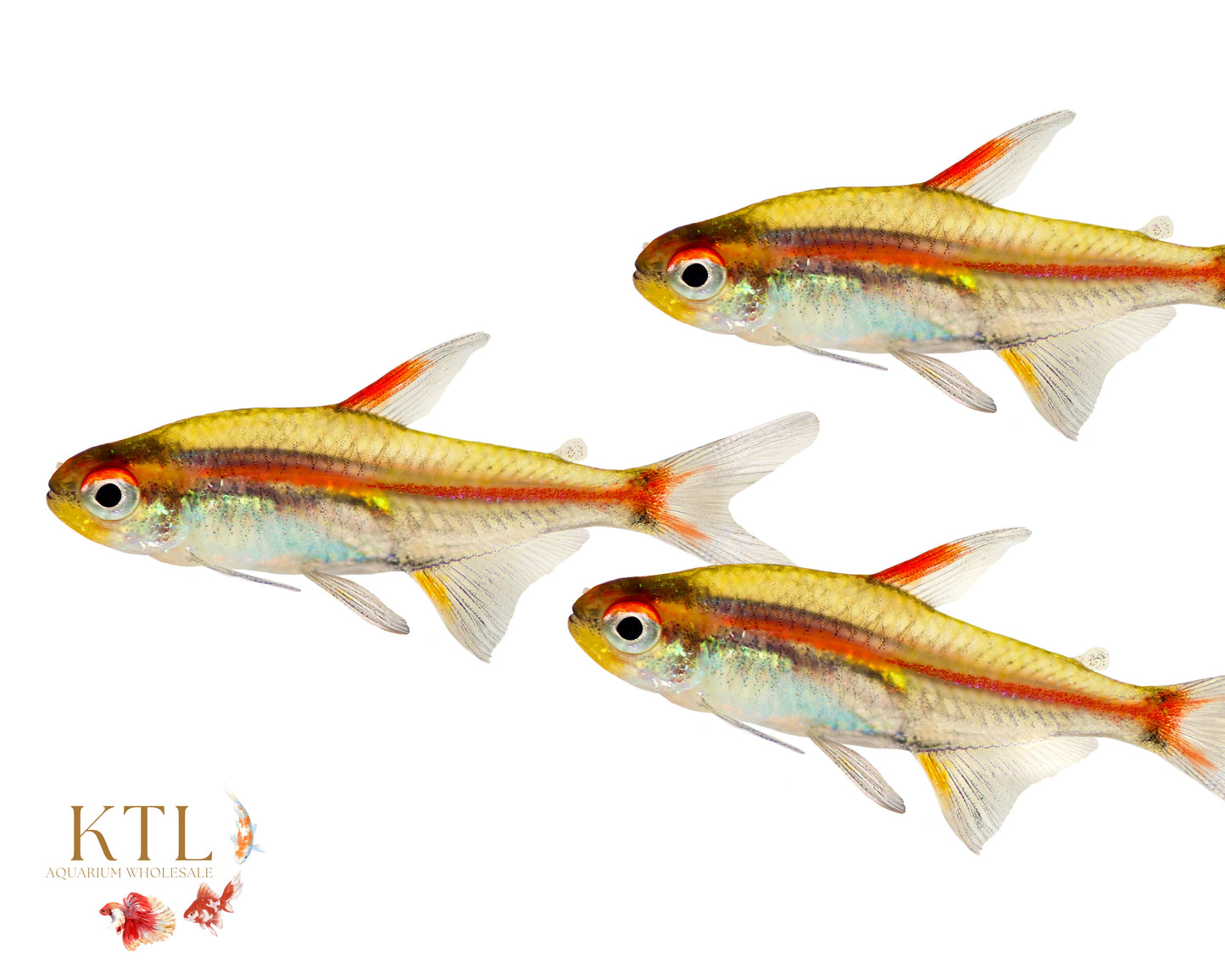 Glowlight Tetra