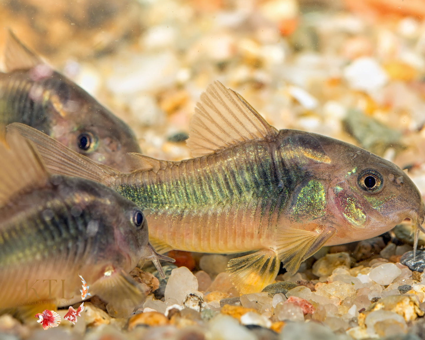 Bronze Corydora