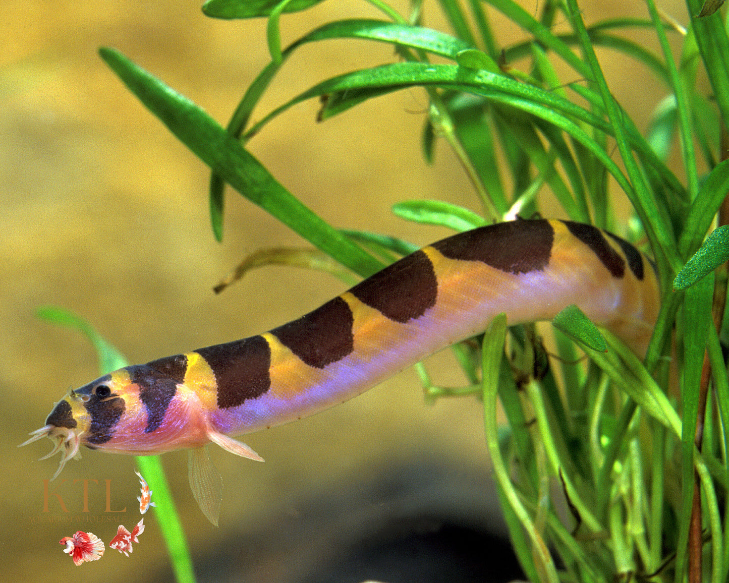 Khuli Loach 4-7cm