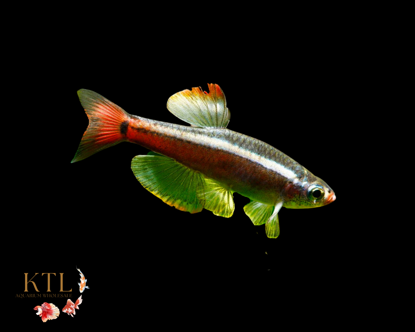 White Cloud Mountain Minnow