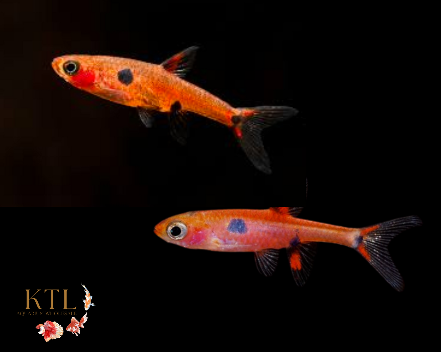 Dwarf Rasbora (Boraras Maculatus)