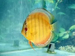 Yellow Alenquer 9-10cm