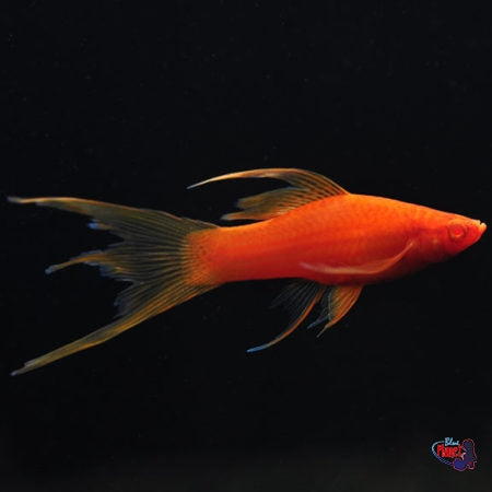 Red Eye Lyretail