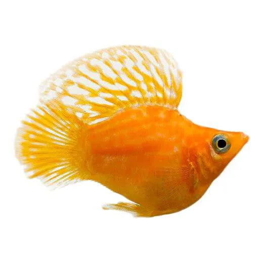 Orange Balloon Molly 3cm