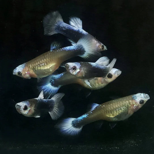 Purple/ Blue Koi Guppy Pair 3cm