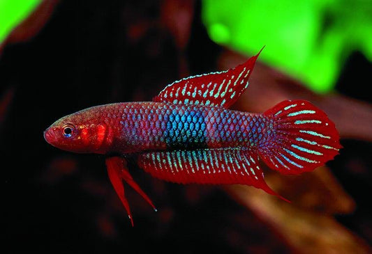 Betta Burdigala 4cm