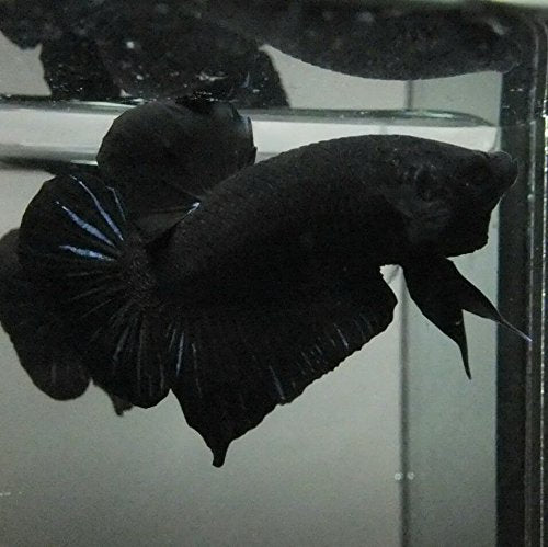 Black HMPK Male