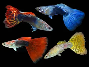 Assorted Guppy
