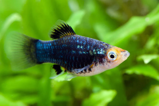 Blue Black Platy 3-4cm
