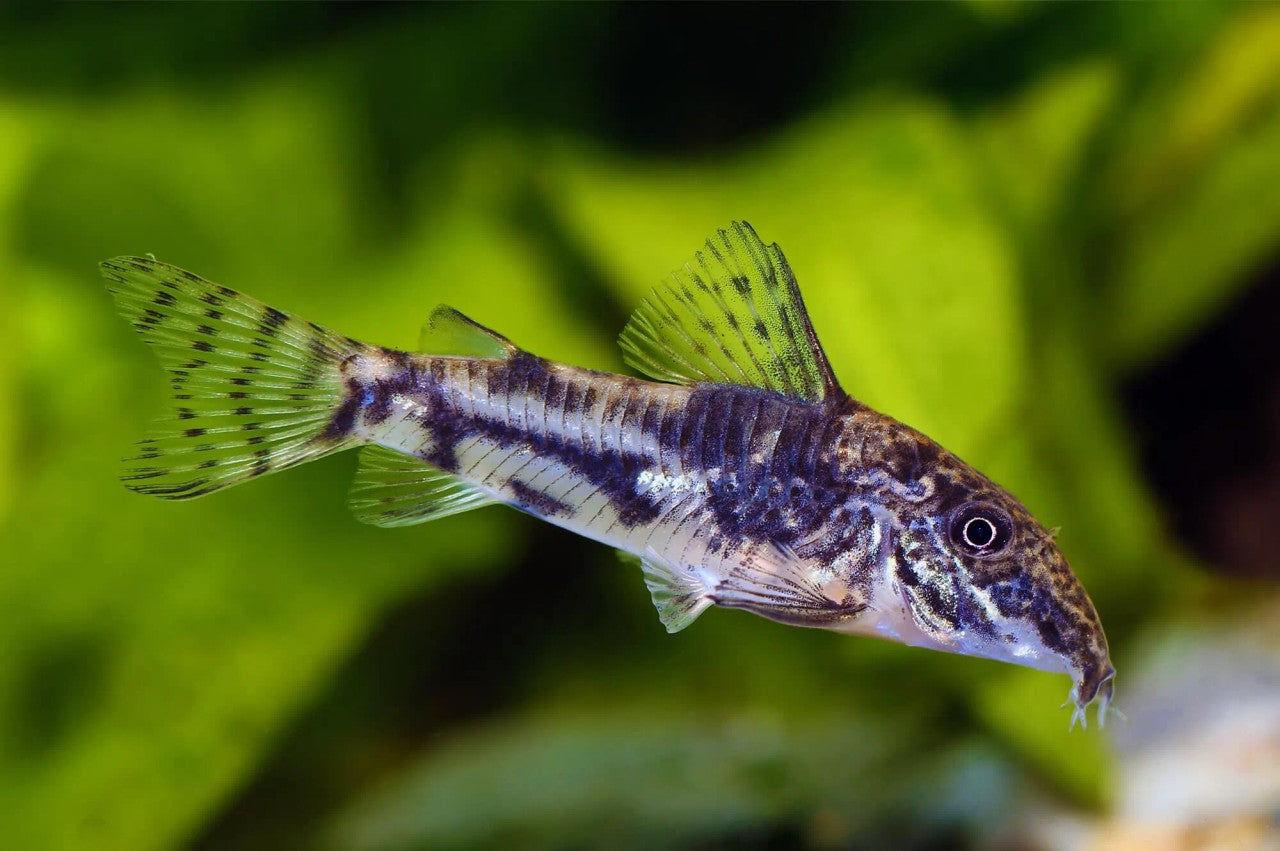 Corydora Barbatus 2.5cm