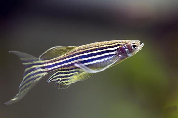 Long Fin Zebra Danio 3-4cm