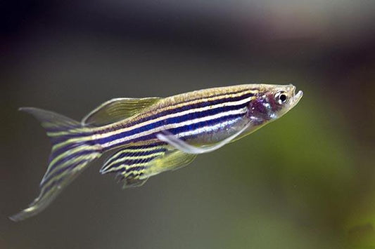 Long Fin Zebra Danio 3-4cm