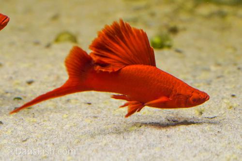 Firecracker Swordtail 3-4cm