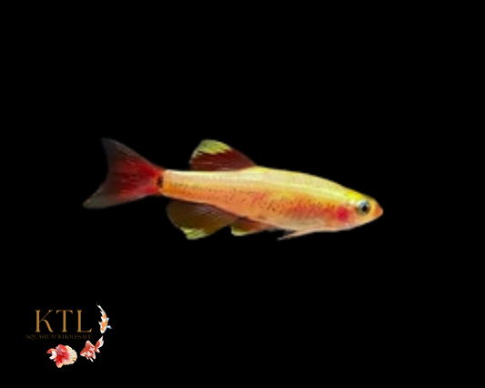 Golden White Cloud Mountain Minnow