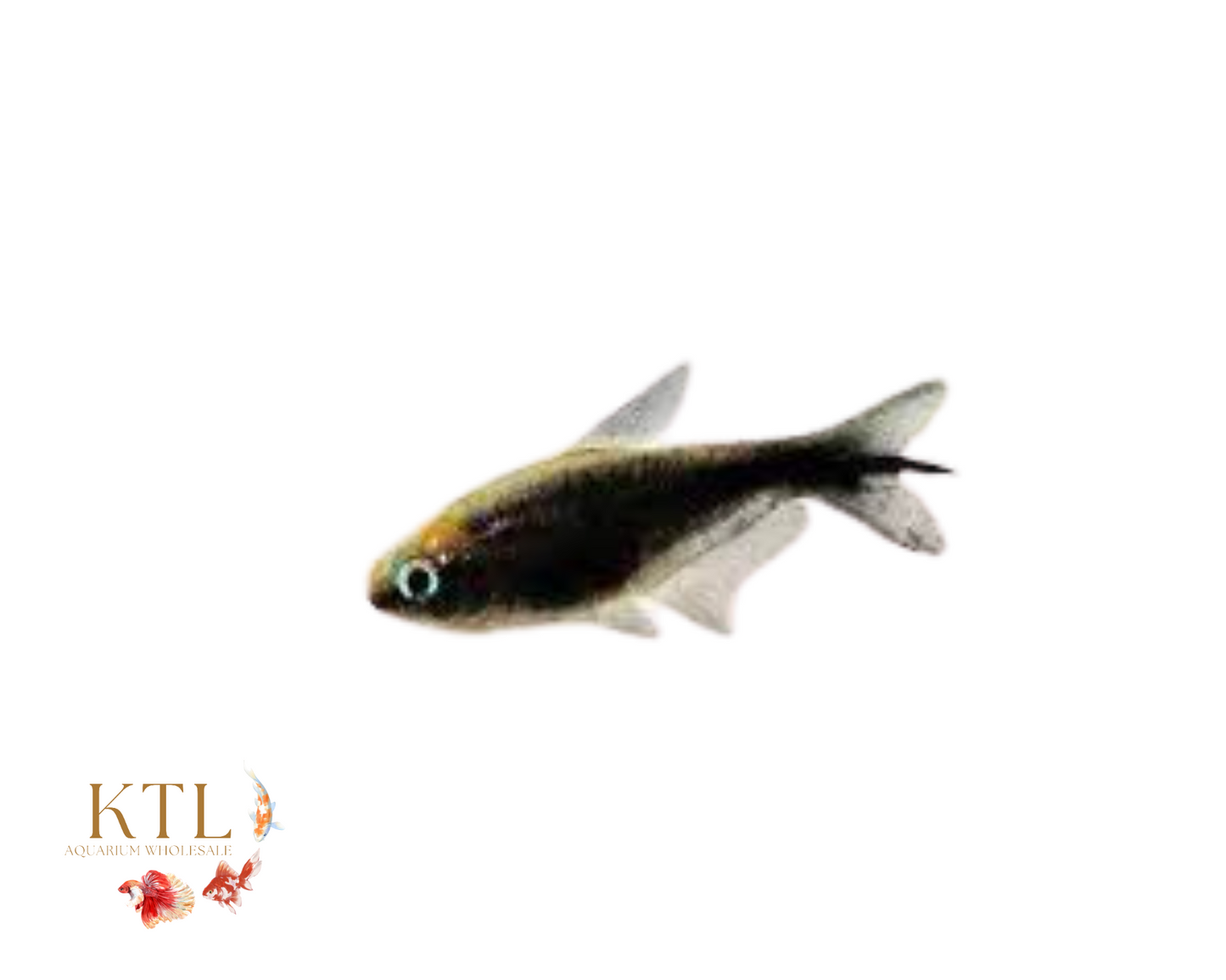 Black Emperor Tetra