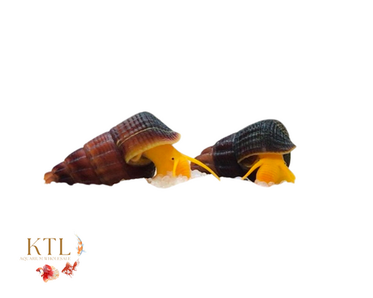 Orange Rabbit Snail 2-3cm