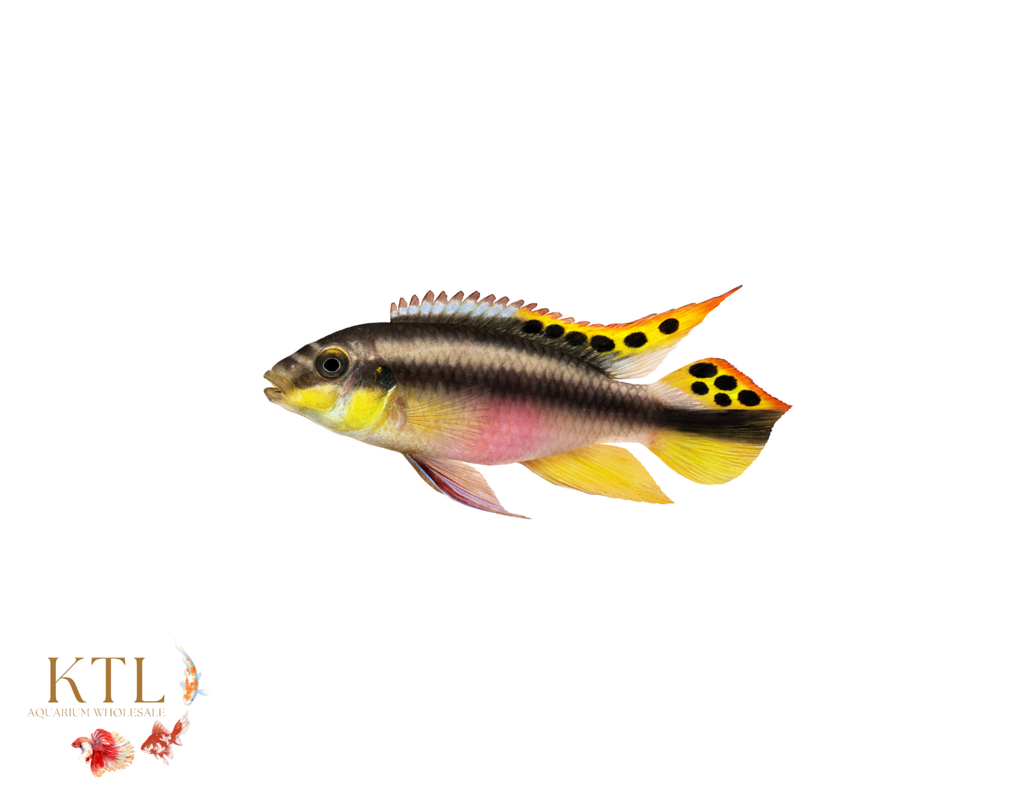 Kribensis Cichlid 5cm